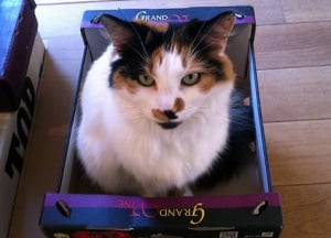 Hình ảnh cho thấy một con mèo ngồi trong một hộp.